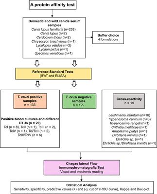 Chagas Immunochromatographic Rapid Test in the Serological Diagnosis of Trypanosoma cruzi Infection in Wild and Domestic Canids